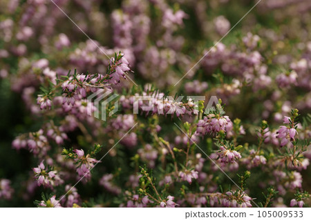 Pink flowers of erica carnea bush closeup 105009533