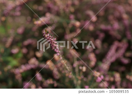 Pink flowers of erica carnea bush closeup 105009535
