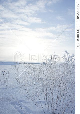 frosty plant 105009849