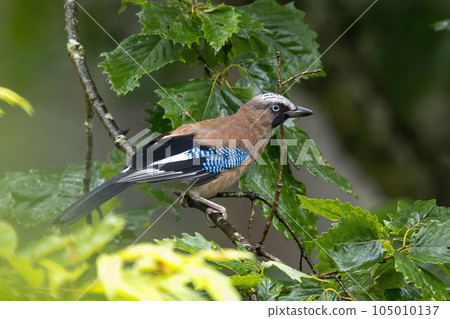 鱸魚在樹枝上 鱸魚在樹枝上 105010137
