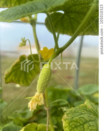 Variety of white cucumber grows in a greenhouse Variety of white cucumber grows in a greenhouse 105010325