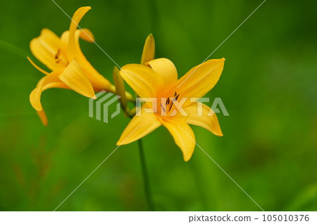 黃花菜的橙色花朵 105010376