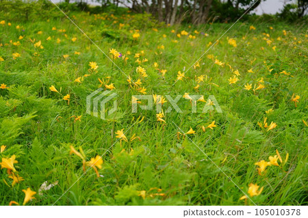 Orange flowers of day lilies 105010378