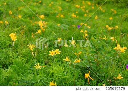 Orange flowers of day lilies 105010379