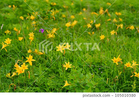 Orange flowers of day lilies Orange flowers of day lilies 105010380