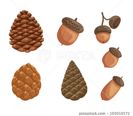 Acorns