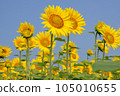 sunflower	 105010655