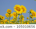sunflower	 105010656
