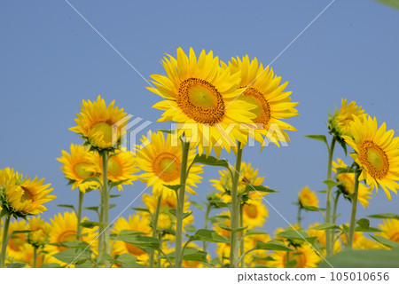 向日葵 向日葵 105010656