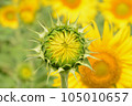 sunflower	 105010657