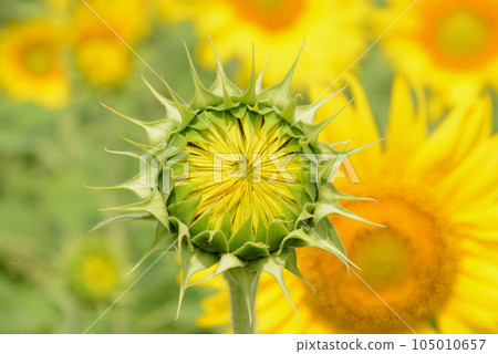 sunflower sunflower 105010657