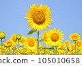 sunflower	 105010658