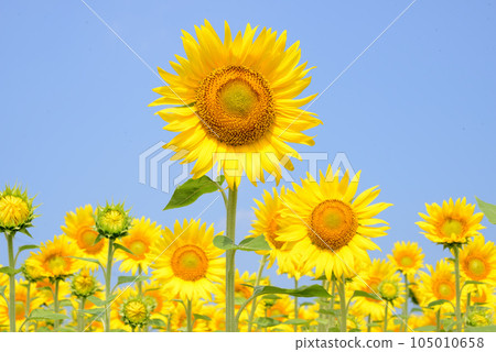 sunflower	 105010658