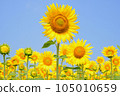 sunflower	 105010659