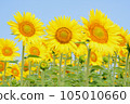 sunflower	 105010660