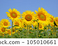 sunflower	 105010661