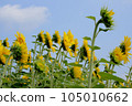 sunflower	 105010662