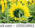 sunflower	 105010663