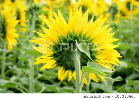 sunflower sunflower 105010663