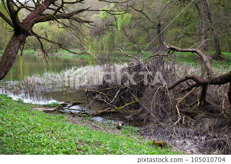 fallen tree in the forest fallen tree in the forest 105010704