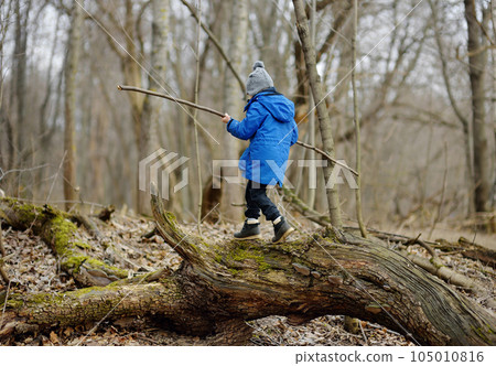 Little boy hiking in the forest on a early spring. Kid playing and having fun in spring or autumn day. Little boy hiking in the forest on a early spring. Kid playing and having fun in spring or autumn day. 105010816