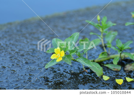 Mizukinbai Kashiogawa Mizukinbai Kashiogawa 105010844