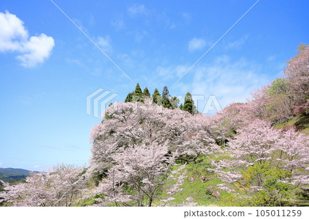 千年櫻花在佛寺 千年櫻花在佛寺 105011259