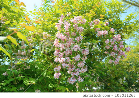 Flower of Shoki Ugi 105011265