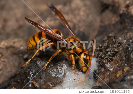 Yellow hornet licking sap 105011325
