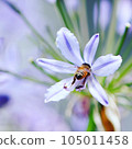 Bee on flower 105011458