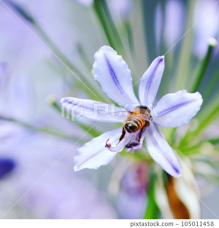 Bee on flower Bee on flower 105011458