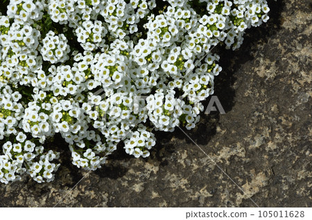 香薰 甜香薰岩石花園 香薰 甜香薰岩石花園 105011628