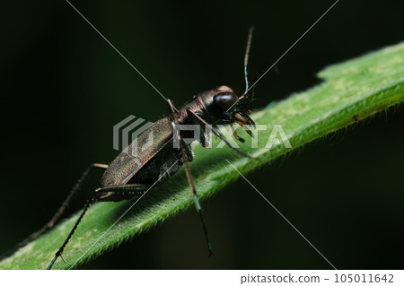 Tokyo hornyhama 105011642