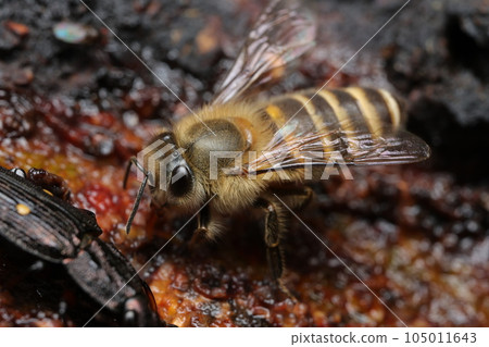Japanese honey bee licking tree sap 105011643