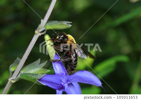 Carpenter bee stealing nectar from salvia flowers 105011653