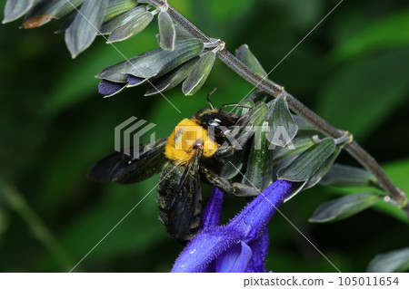 Carpenter bee stealing nectar from salvia flowers 105011654
