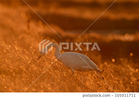 Swan of chiba prefecture Swan of chiba prefecture 105011711