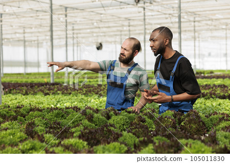 Teamworking farm workers consulting each other in sustainable local agricultural greenhouse. Certified organic eco friendly plantation cultivating leafy greens crops in fertilized soil arrays Teamworking farm workers consulting each other in sustainable local agricultural greenhouse. Certified organic eco friendly plantation cultivating leafy greens crops in fertilized soil arrays 105011830