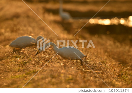 Swan of chiba prefecture 105011874