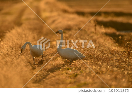 Swan of chiba prefecture 105011875