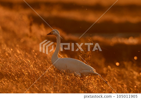 Swan of chiba prefecture Swan of chiba prefecture 105011905