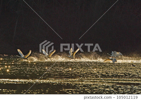 Swan in Oike Fukushima Prefecture 105012119