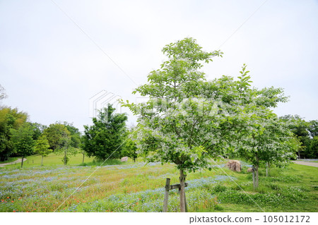Hinatsubotago之花 Hinatsubotago之花 105012172