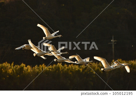 Swan of chiba prefecture Swan of chiba prefecture 105012195