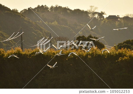 Swan of chiba prefecture Swan of chiba prefecture 105012253