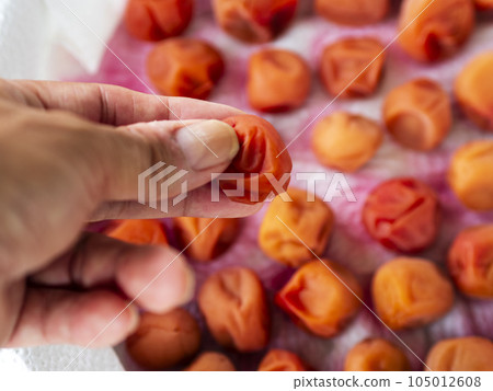 Dry homemade delicious umeboshi Dry homemade delicious umeboshi 105012608