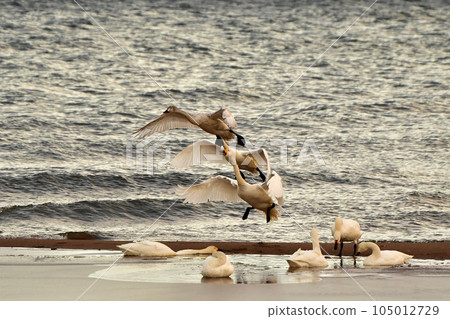 Swan of Inawashiro Swan of Inawashiro 105012729