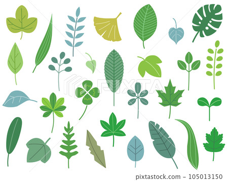 A set of natural leaf illustrations such as clover and ginkgo A set of natural leaf illustrations such as clover and ginkgo 105013150