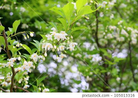 Styrax flower　 105013316