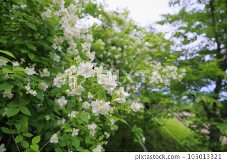 Baikutsugi花 105013321